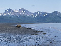 Strolling the Emerald Coastline, Brown Bear, Alaska